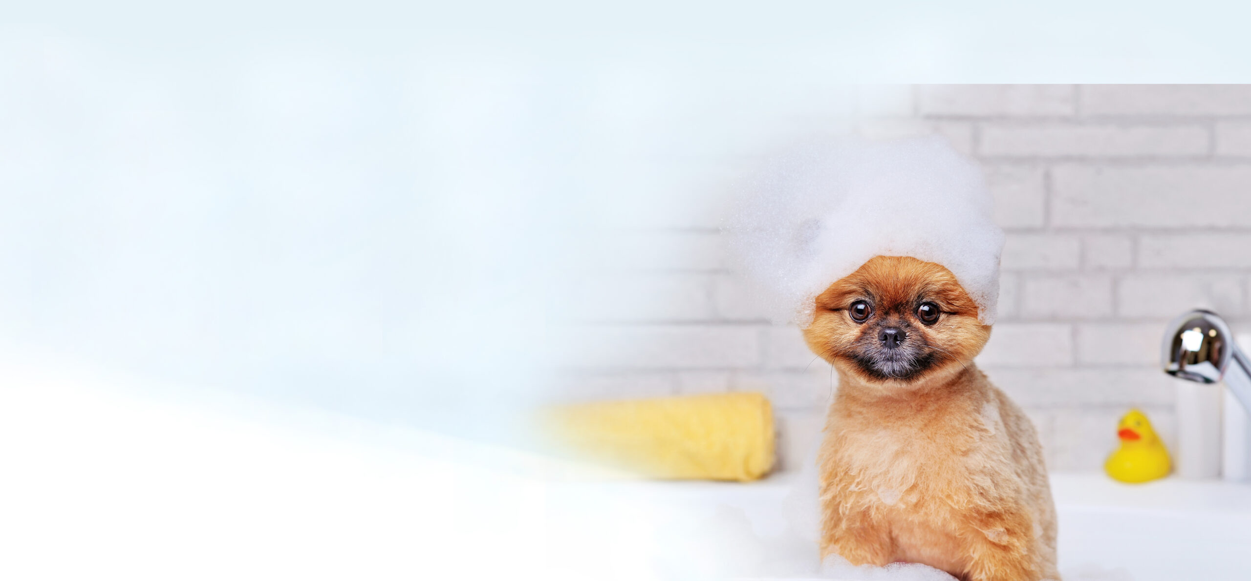 Dog in a bathtub